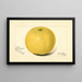 Citrus paradisi Davis Seedless - Amanda Almira Newton — quadro incorniciato alla parete