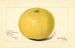 Citrus paradisi Davis Seedless - Amanda Almira Newton — vista dell’opera