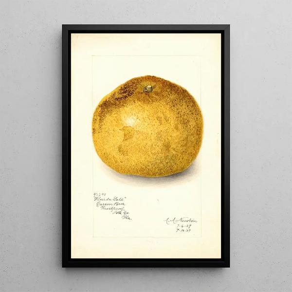 Riproduzione del dipinto Citrus paradisi Florida Late - Amanda Almira Newton