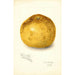 Riproduzione del dipinto Citrus paradisi Florida Late - Amanda Almira Newton