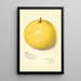Citrus paradisi Inman - Amanda Almira Newton — quadro incorniciato alla parete