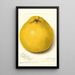 Riproduzione del dipinto Citrus paradisi Marsh Seedless - Amanda Almira Newton