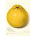 Riproduzione del dipinto Citrus paradisi Marsh Seedless - Amanda Almira Newton