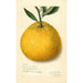 Citrus paradisi Natsumikan - Amanda Almira Newton — vista dell’opera