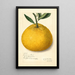 Citrus paradisi Natsumikan - Amanda Almira Newton — quadro incorniciato alla parete