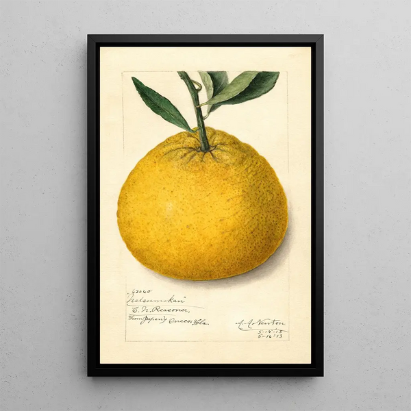 Citrus paradisi Natsumikan - Amanda Almira Newton — quadro incorniciato alla parete