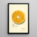 Riproduzione del dipinto Citrus paradisi Navel - Amanda Almira Newton