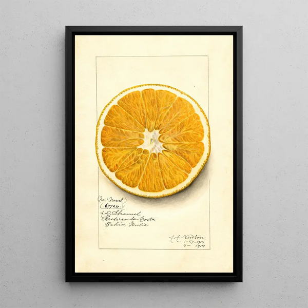 Riproduzione del dipinto Citrus paradisi Navel - Amanda Almira Newton