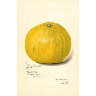 Amanda Almira Newton - Citrus paradisi Silver Cluster.webp