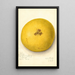 Citrus paradisi - Amanda Almira Newton — quadro incorniciato alla parete