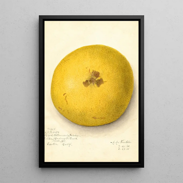 Citrus paradisi - Amanda Almira Newton — quadro incorniciato alla parete