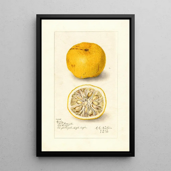 Riproduzione del dipinto Citrus sinensis Acida - Amanda Almira Newton