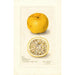Riproduzione del dipinto Citrus sinensis Acida - Amanda Almira Newton