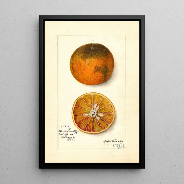 Riproduzione del dipinto Citrus sinensis Blood Tardiff - Amanda Almira Newton