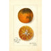 Riproduzione del dipinto Citrus sinensis Blood Tardiff - Amanda Almira Newton