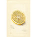 Citrus sinensis Ichang - Amanda Almira Newton — vista dell’opera