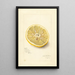 Citrus sinensis Ichang - Amanda Almira Newton — quadro incorniciato alla parete