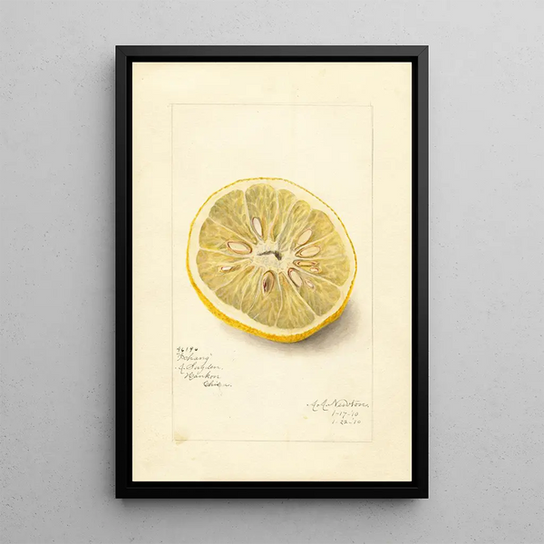 Citrus sinensis Ichang - Amanda Almira Newton — quadro incorniciato alla parete
