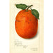Citrus sinensis New - Amanda Almira Newton — vista dell’opera