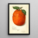 Citrus sinensis New - Amanda Almira Newton — quadro incorniciato alla parete