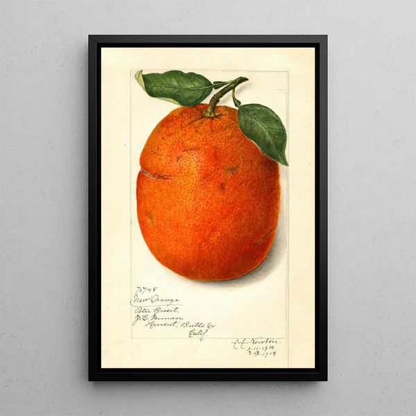 Citrus sinensis New - Amanda Almira Newton — quadro incorniciato alla parete