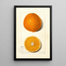 Citrus sinensis Thompson Improved Navel - Amanda Almira Newton — quadro incorniciato alla parete