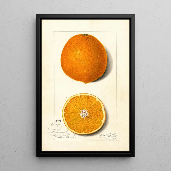 Citrus sinensis Thompson Improved Navel - Amanda Almira Newton — quadro incorniciato alla parete