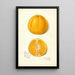 Citrus sinensis True Eureka - Amanda Almira Newton — quadro incorniciato alla parete