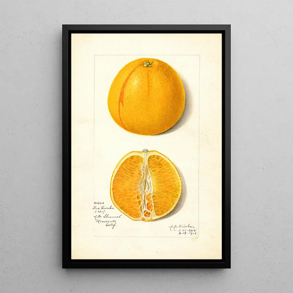 Citrus sinensis True Eureka - Amanda Almira Newton — quadro incorniciato alla parete