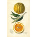 Citrus sinensis Valencia - Amanda Almira Newton — vista dell’opera