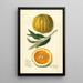 Citrus sinensis Valencia - Amanda Almira Newton — quadro incorniciato alla parete