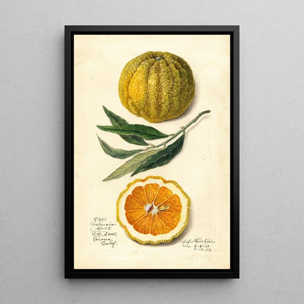Citrus sinensis Valencia - Amanda Almira Newton — quadro incorniciato alla parete