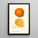 Riproduzione del dipinto Citrus sinensis Washington Navel - Amanda Almira Newton