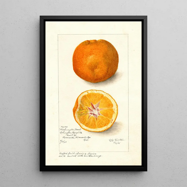 Riproduzione del dipinto Citrus sinensis Washington Navel - Amanda Almira Newton