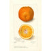 Riproduzione del dipinto Citrus sinensis Washington Navel - Amanda Almira Newton