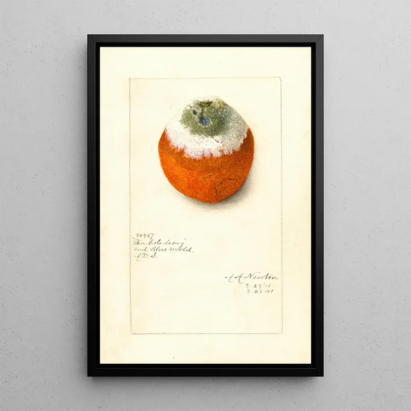 Citrus sinensis - Amanda Almira Newton — quadro incorniciato alla parete
