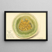 Cucumis melo Honey Dew - Amanda Almira Newton — quadro incorniciato alla parete