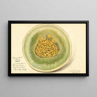 Amanda Almira Newton - Cucumis melo Honey Dew.webp