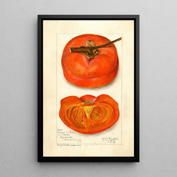 Riproduzione del dipinto Diospyros cinese - Amanda Almira Newton