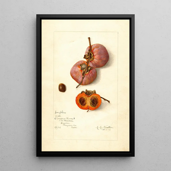 Riproduzione del dipinto Diospyros Josephine - Amanda Almira Newton