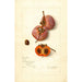 Riproduzione del dipinto Diospyros Josephine - Amanda Almira Newton