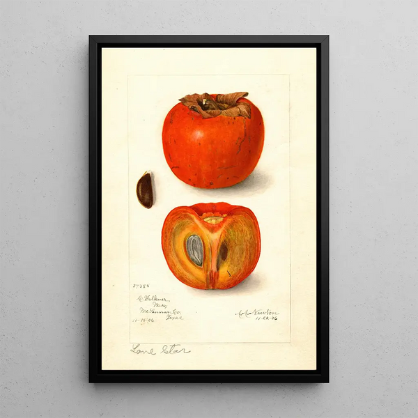 Diospyros Lone Star - Amanda Almira Newton — quadro incorniciato alla parete