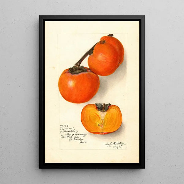 Diospyros Yemon - Amanda Almira Newton — quadro incorniciato alla parete