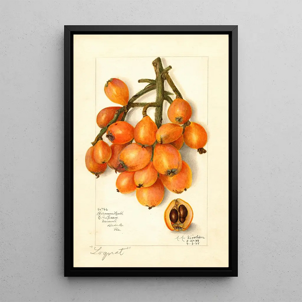 Riproduzione del dipinto Eriobotrya japonica Baronne Hall - Amanda Almira Newton