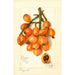 Riproduzione del dipinto Eriobotrya japonica Baronne Hall - Amanda Almira Newton