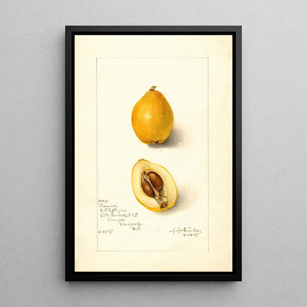 Eriobotrya japonica Premier - Amanda Almira Newton — quadro incorniciato alla parete