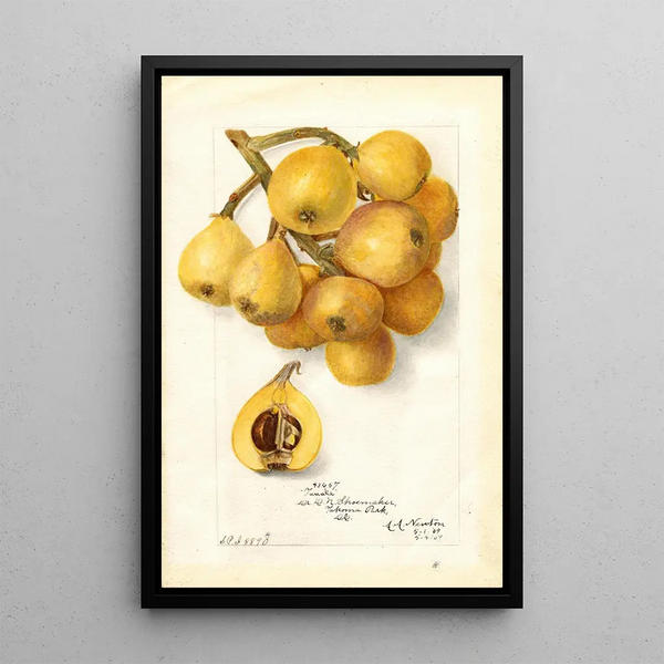 Riproduzione del dipinto Eriobotrya japonica Tanaka - Amanda Almira Newton