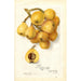 Riproduzione del dipinto Eriobotrya japonica Tanaka - Amanda Almira Newton