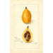 Eriobotrya japonica Victor - Amanda Almira Newton — vista dell’opera