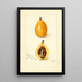 Eriobotrya japonica Victor - Amanda Almira Newton — quadro incorniciato alla parete
